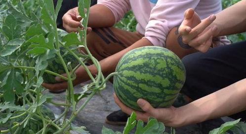 吃瓜后续会怎样,揭秘事件真相与后续发展