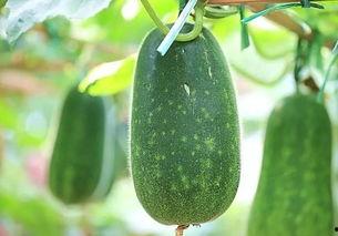 学校吃瓜但被当成瓜,意外成为焦点瓜的尴尬经历