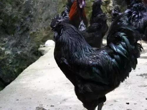 带你吃瓜介绍乌鸡,带你领略乌鸡的独特风味