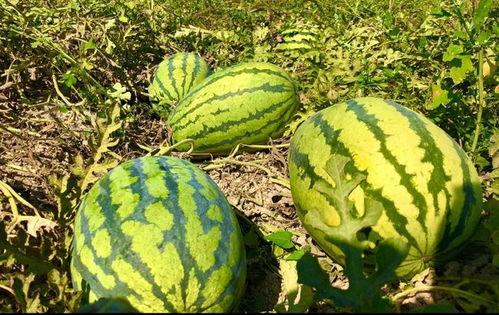 小康吃瓜视频在线观看