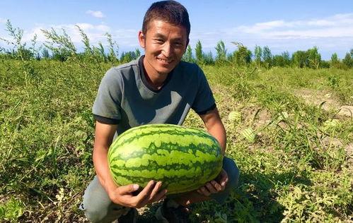 小康吃瓜视频在线观看