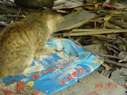 看猫咪抓蛇吃瓜,一场奇妙的自然捕食秀