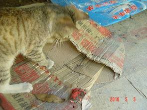 看猫咪抓蛇吃瓜,一场奇妙的自然捕食秀