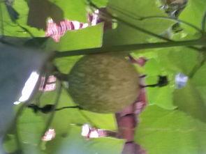 瓜搂怎么吃,解锁夏日清凉新吃法