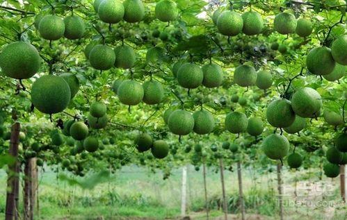 瓜搂怎么吃,解锁夏日清凉新吃法