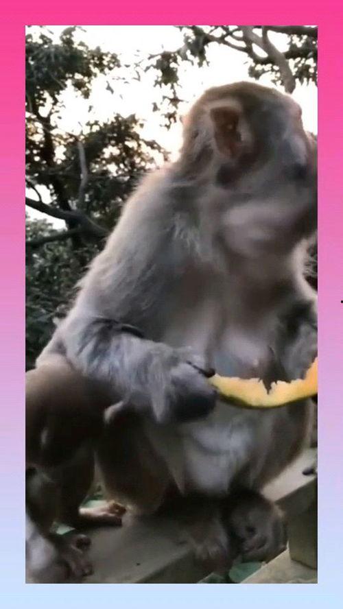 猴子吃瓜的寓意,智慧与贪婪的寓言启示