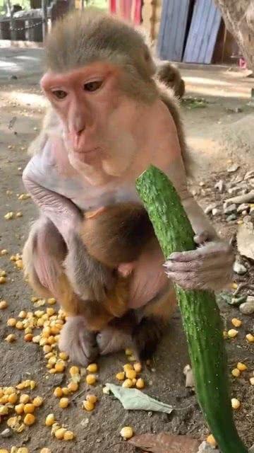 猴子吃瓜的寓意,智慧与贪婪的寓言启示