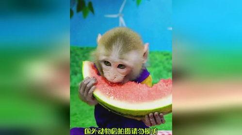 猴子吃瓜的寓意,智慧与贪婪的寓言启示