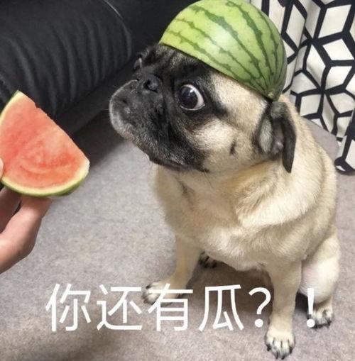 吃瓜动画表情包,吃瓜动画表情包的趣味解读