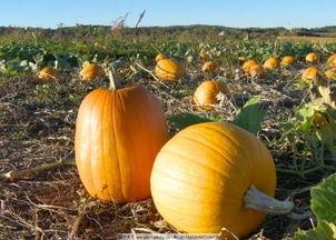 唯我独坏吃瓜,吃瓜群众眼中的娱乐圈风云