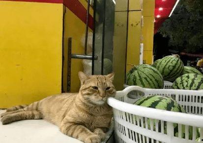 猫咪围观吵架吃瓜,化身吃瓜群众