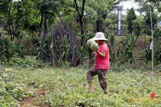 农村下雨天摘瓜吃瓜,农村下雨天摘瓜的独特体验