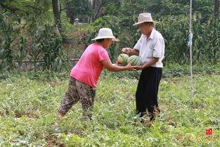农村下雨天摘瓜吃瓜,农村下雨天摘瓜的独特体验