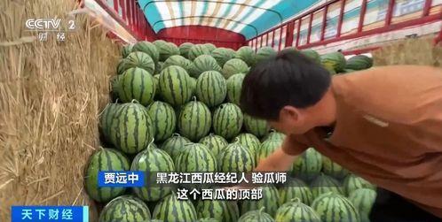 南加州吃瓜,瓜界盛事，品味生活新风尚