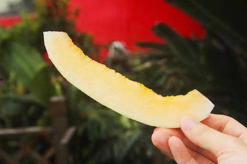 吃瓜然后梦见死人了