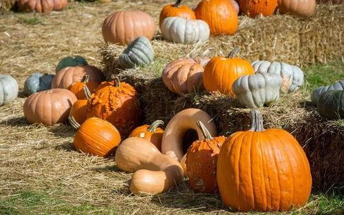 云南蒙自吃瓜,探寻云南蒙自的甜蜜瓜果之旅