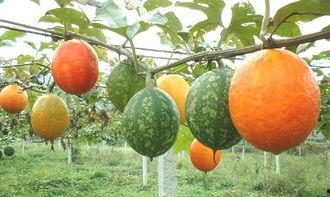 鲤鱼吃吊瓜么,探究鱼儿餐桌上的奇遇