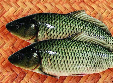 鲤鱼吃吊瓜么,探究鱼儿餐桌上的奇遇