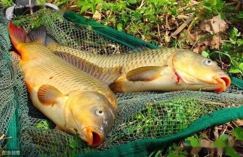 鲤鱼吃吊瓜么,探究鱼儿餐桌上的奇遇