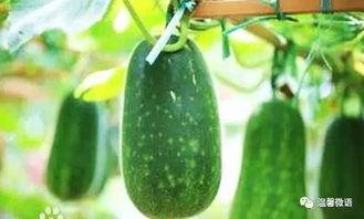 窗 吃瓜,揭秘生活百态