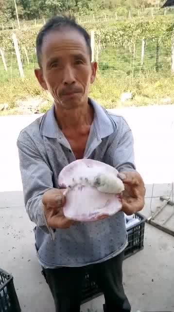 吃瓜大叔免费吃瓜