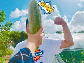 吃瓜网红文案,揭秘网红吃瓜背后的故事