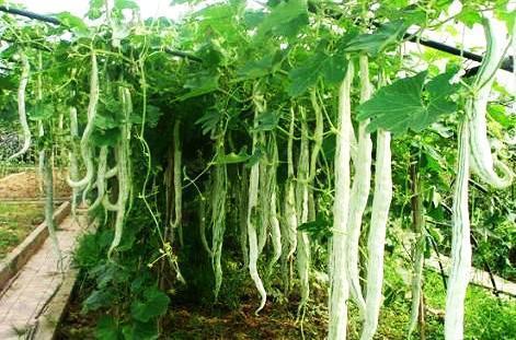 吃蛇瓜声控视频,揭秘蛇瓜视频中的神秘吃瓜体验