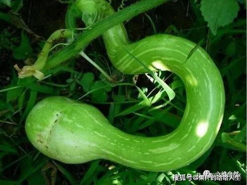 吃蛇瓜声控视频,揭秘蛇瓜视频中的神秘吃瓜体验