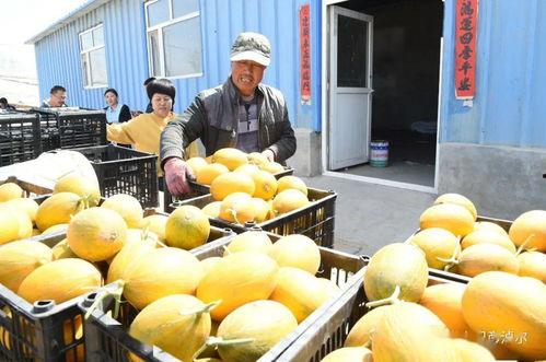 河套密瓜怎么吃