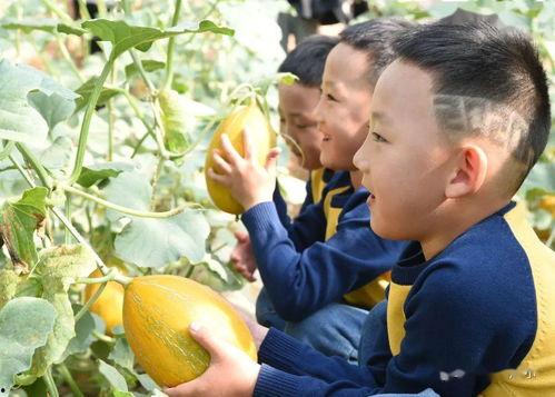 河套密瓜怎么吃