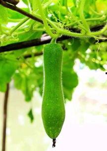 吃瓜要吃中间,为何要吃瓜中间？