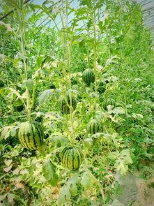 带你吃瓜36集,揭秘娱乐圈幕后风云