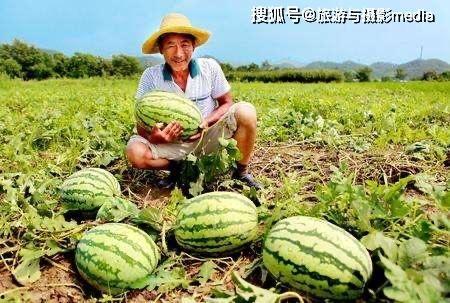 路边吃瓜的谚语,笑谈人间百态