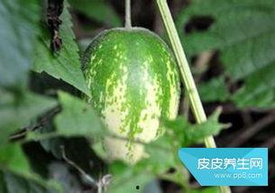 颜女士吃瓜,一场吃瓜盛宴背后的故事